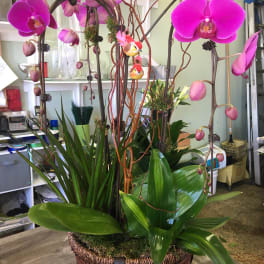 Large orchid plant arrangement in a woven basket with bright pink blooms