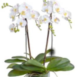 Potted white orchid plant with tall flowering stems in a clear glass vase