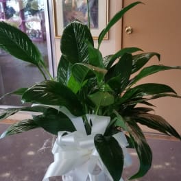 Peace Lily Plant
