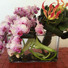 Perfect Phalaenopsis