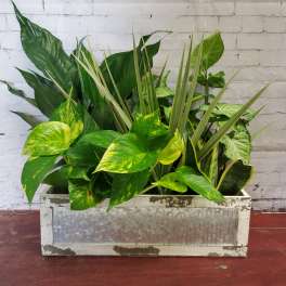 Mixed Plants in Rustic Box