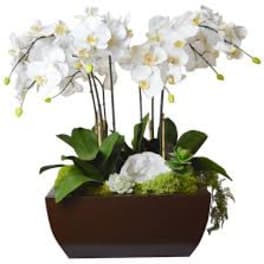 White phalaenopsis orchids and succulents in a low rectangular dark brown planter