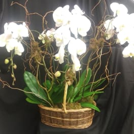 White orchids arranged in a wicker basket with curly branches