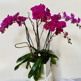 Magenta orchids arranged in a white square vase