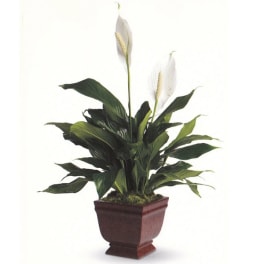 Potted peace lily plant with white blooms in a brown planter