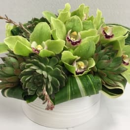 Green orchid and succulent arrangement in a white bowl