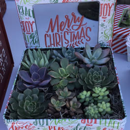 Holiday Succulent Tin