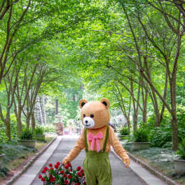 Person in a bear costume carrying a basket of red roses on a tree-lined path