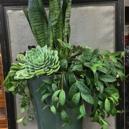 Succulent and snake plant arrangement in a tall green pot