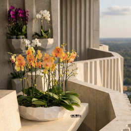 Peach and yellow phalaenopsis orchids in a white bowl on a concrete balcony with other orchids in wall planters.