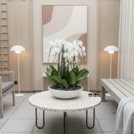 White orchid arrangement in a shallow white bowl on a table