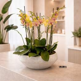 Potted orchid arrangement with yellow and pink blooms in a white bowl.