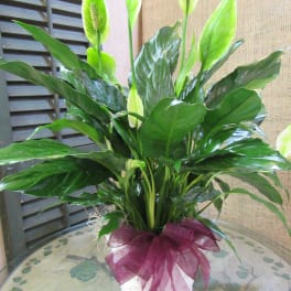 Potted peace lily with white blooms and a burgundy ribbon