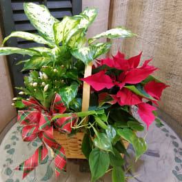 Basket of poinsettias and variegated houseplants with a plaid bow