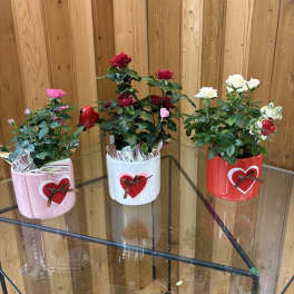 Three potted rose plants in pink, white, and red containers with heart decorations