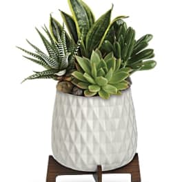 Succulent arrangement in a white textured pot on a wooden stand
