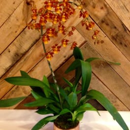 Potted orchid with orange blooms in a copper-colored container