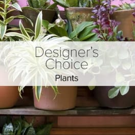 Assorted potted plants in neutral containers with Designer’s Choice Plants text overlay