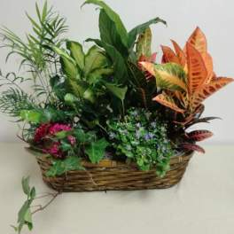 Mixed potted plants arranged in a wicker basket