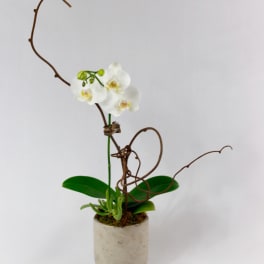 White orchid plant in a beige pot with curly brown branches