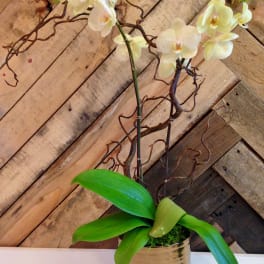 Double Color Phalaenopsis Orchid Planter