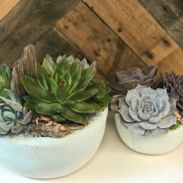 Two succulent arrangements in white bowls on a wooden surface