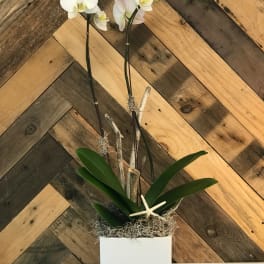 White orchid plant in a square white pot with moss and a starfish accent