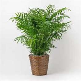 Potted green palm plant in a woven basket