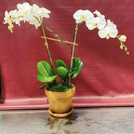 White orchid plant in a gold pot