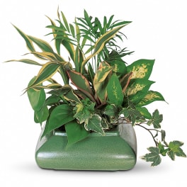 Small Garden Dish by Teleflora
