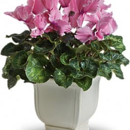 Pink cyclamen in a white planter