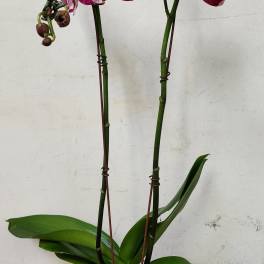 Pink-and-white orchids in a pale pink pot with moss cover