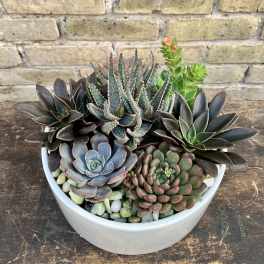 Succulent arrangement in a white bowl planter with decorative stones