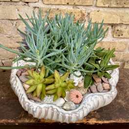 Succulent arrangement in a shell-shaped planter with decorative shells and stones