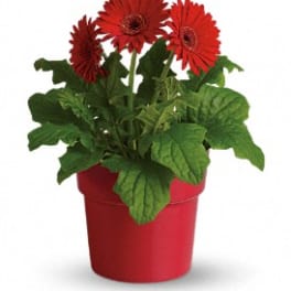 Rainbow Rays Potted Gerbera - Red