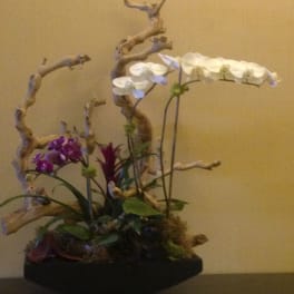 Orchid arrangement with white and purple blooms on curved branches
