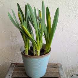Daffodil Pot