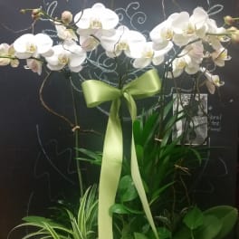 White orchid arrangement with a green ribbon and potted plants