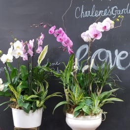 Two orchid plant arrangements in white pots on stands