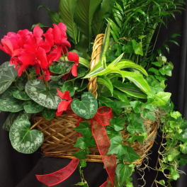Basket arrangement with red cyclamen, white peace lilies, and trailing ivy