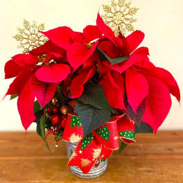 Red poinsettia arrangement in a silver tin with a festive ribbon