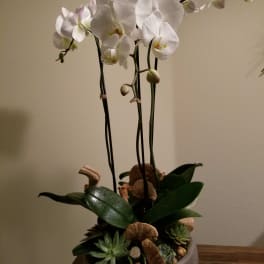 White orchids in a low bowl with succulents and shells