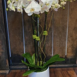 White orchid arrangement in a white pot with broad green leaves