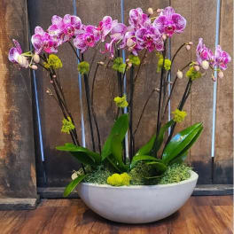 Pink orchids arranged in a low white bowl with green accents