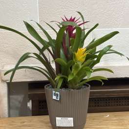 Potted bromeliad plant with pink and yellow blooms