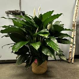 Large peace lily plant in a woven basket pot