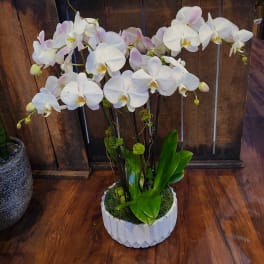 White orchid arrangement in a white planter