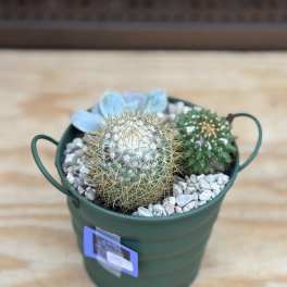 Small potted cactus arrangement in a green metal bucket with decorative stones