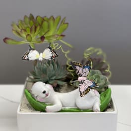 Succulent arrangement in a white square planter with a small sleeping dog figurine and butterflies