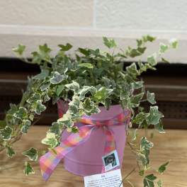 Variegated ivy plant in a pink pot with a plaid ribbon